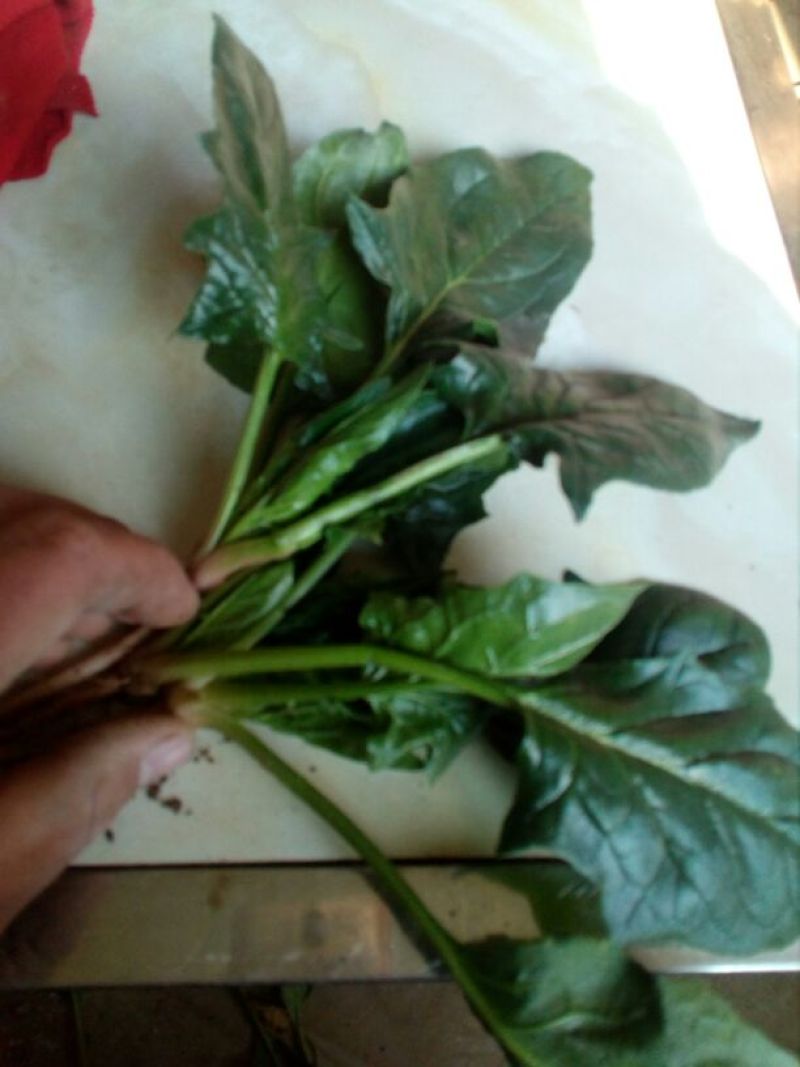 秋菠菜20~25厘米