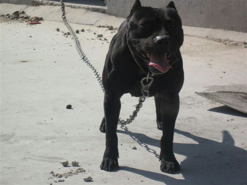 比特犬