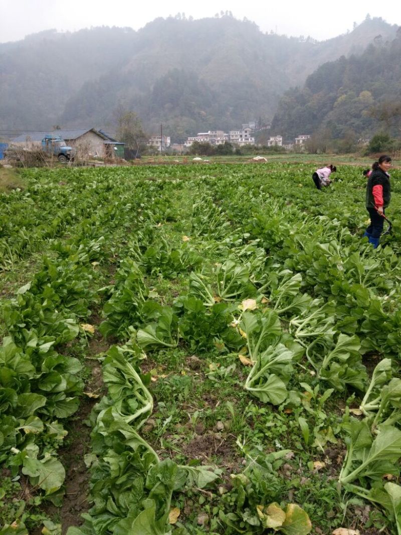 梅菜
