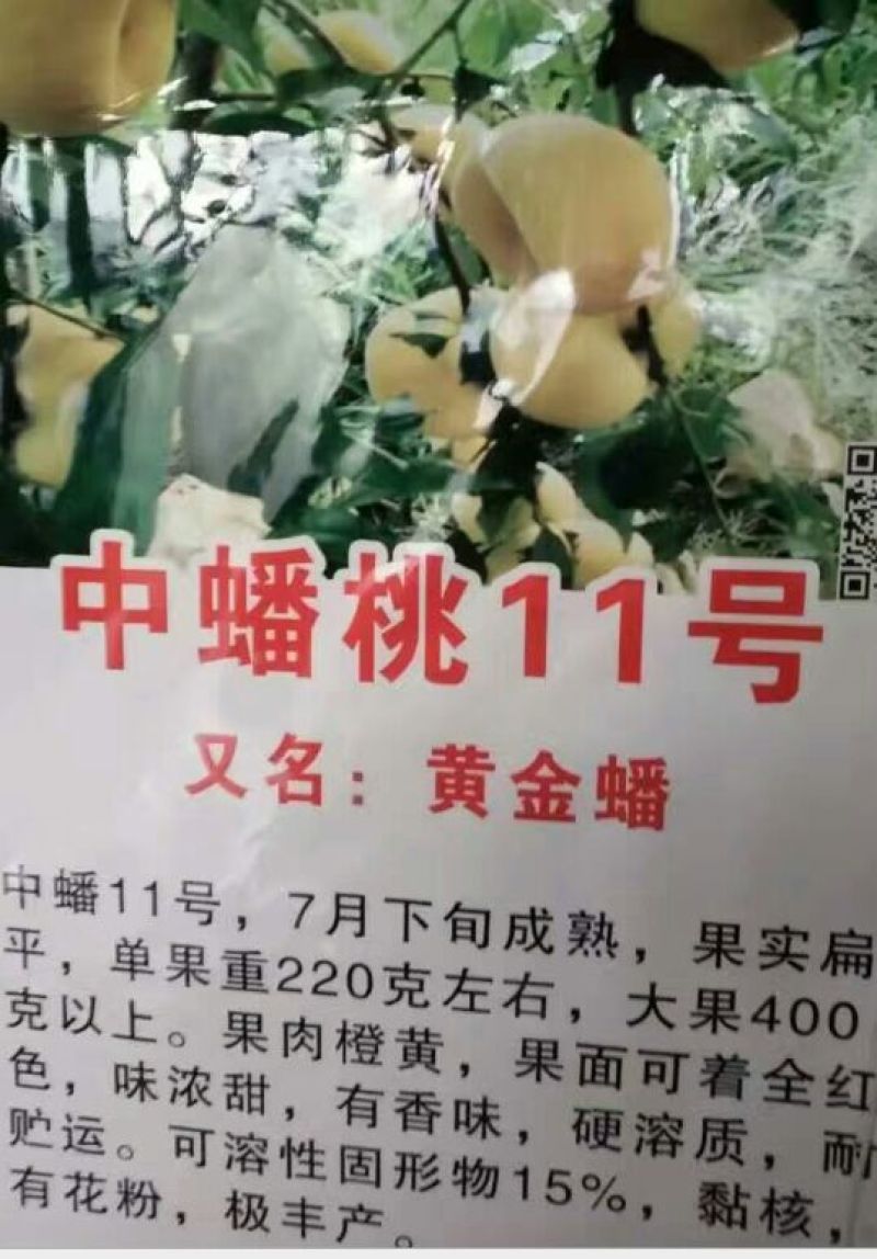 冬桃苗30cm以下