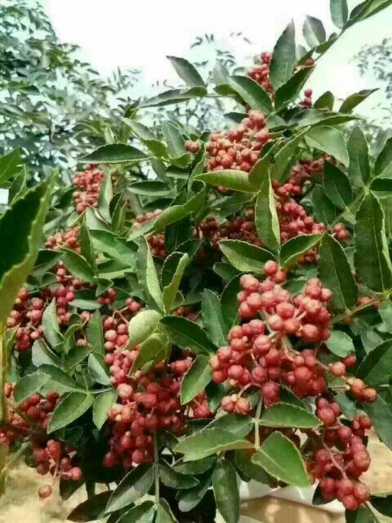 大红袍花椒特级干