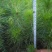 马尾松树苗30~50cm