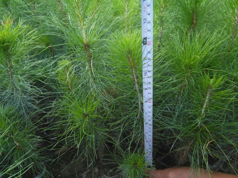 马尾松树苗30~50cm