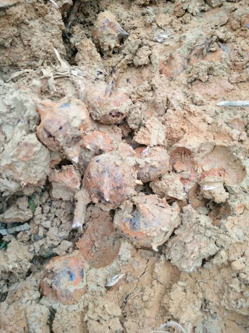 正宗荔浦荸荠产地荔浦市现挖发货口感清甜可口