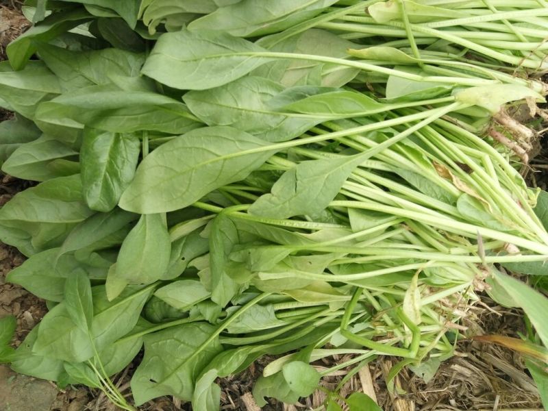 秋菠菜10~15厘米