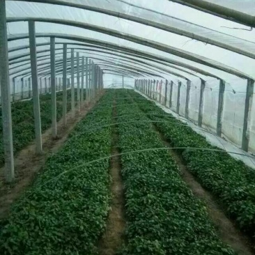 红薯苗，龙薯九，高剪，大田剪苗
