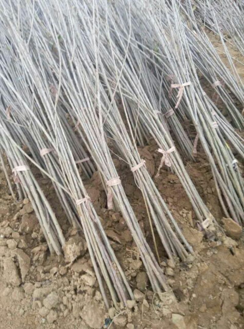 樱桃树苗2年10cm以下