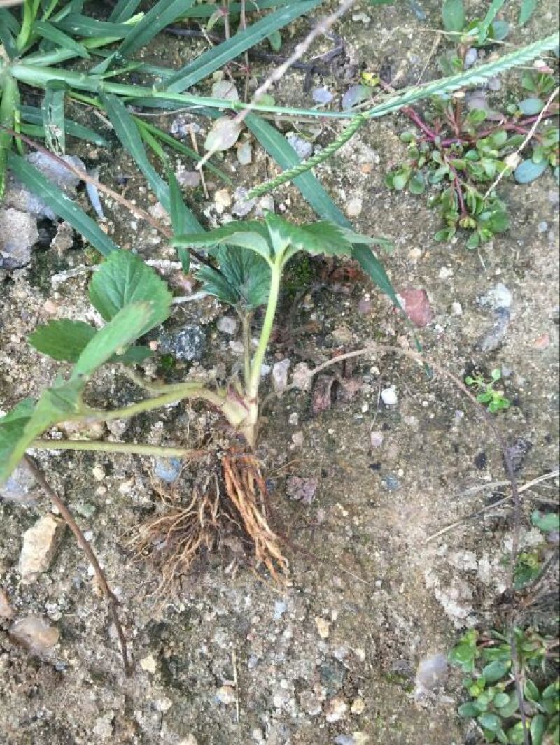 草莓苗10~20cm