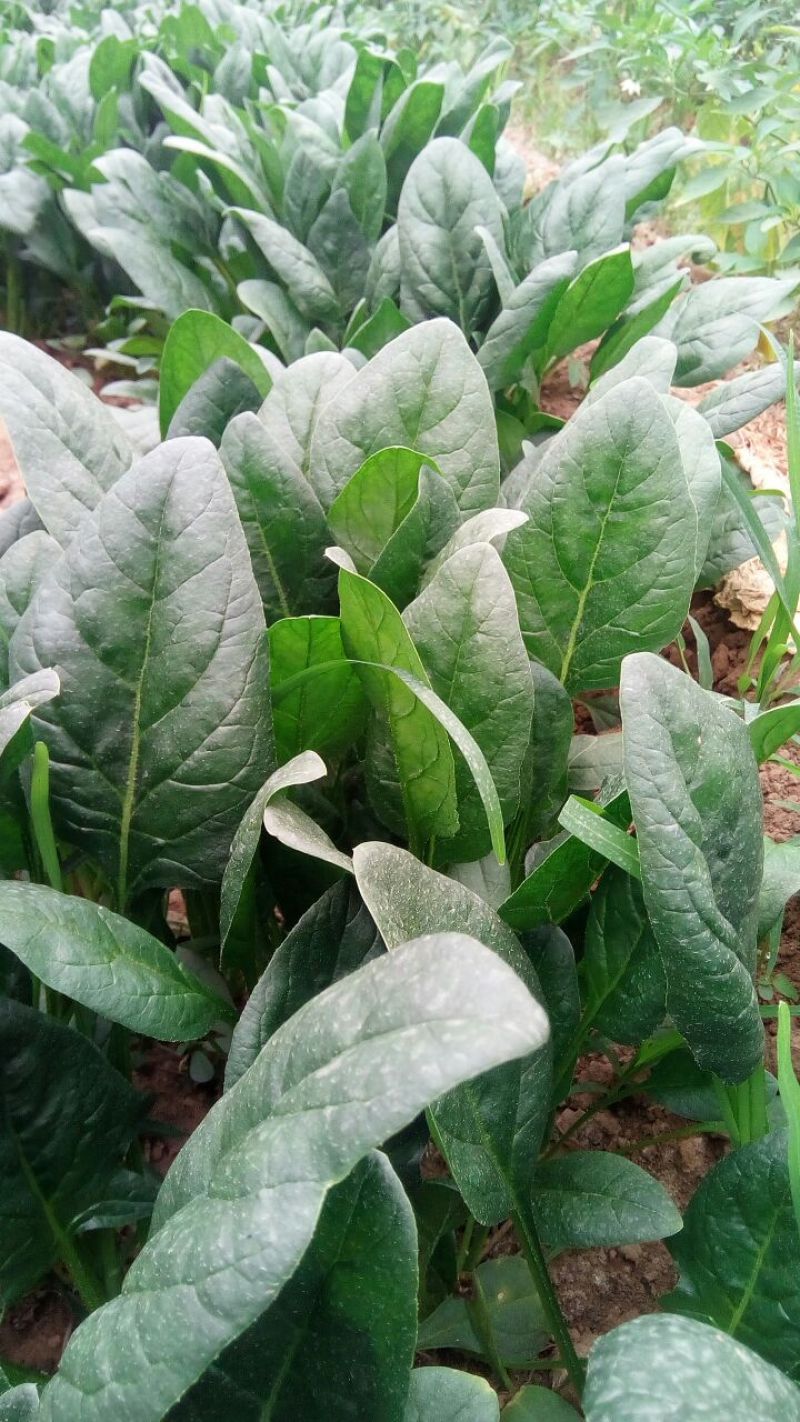 黑叶菠菜35~40厘米