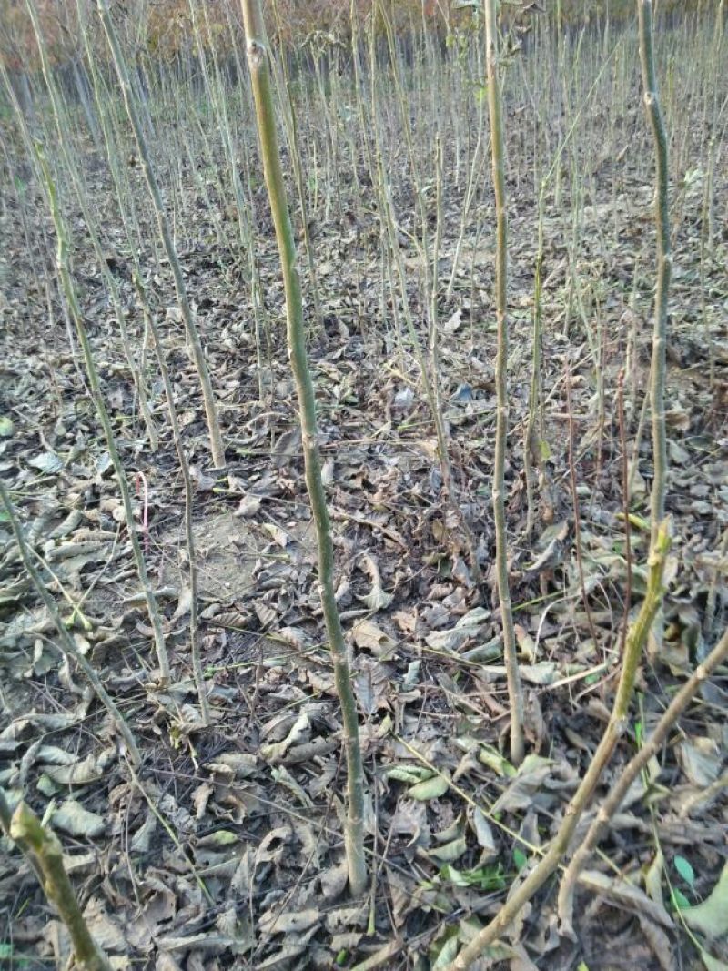 核桃苗一年苗50~100cm