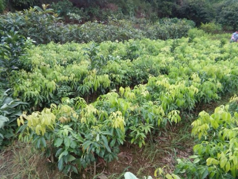 无核荔枝苗