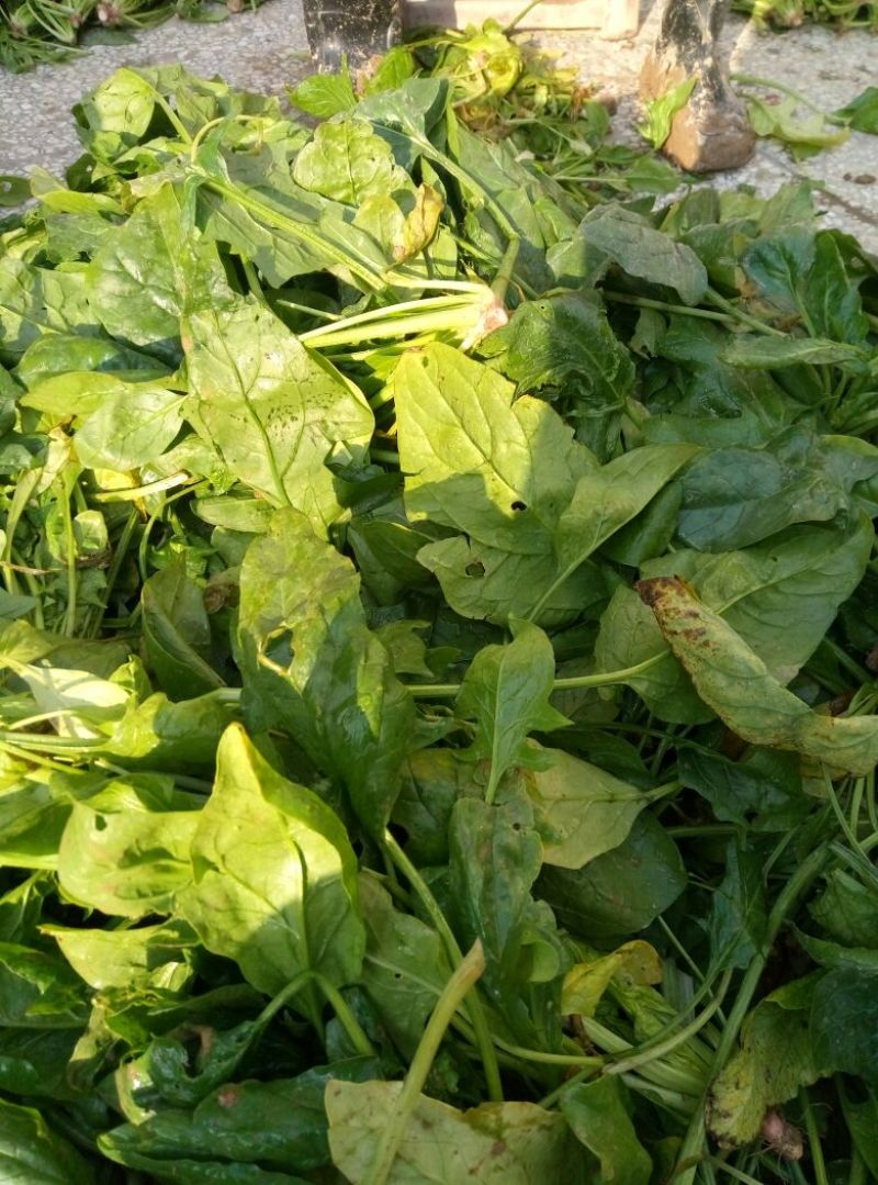 大叶菠菜10~15厘米