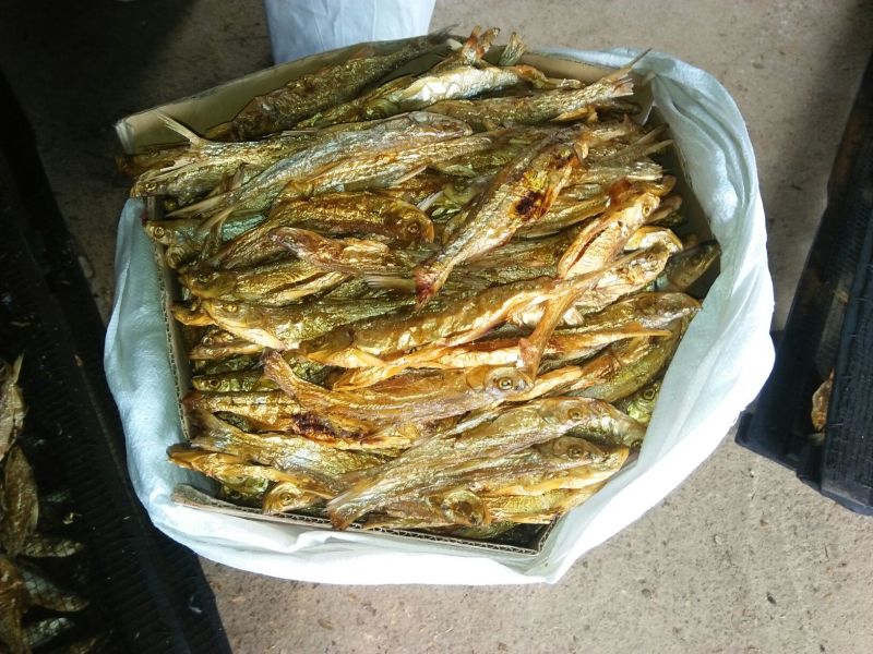 鱼干烤鱼干