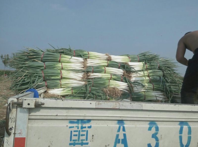 精品长白大葱40cm以上，产地直销货源稳定供货，欢迎咨询