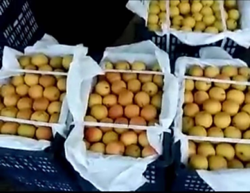 南果梨