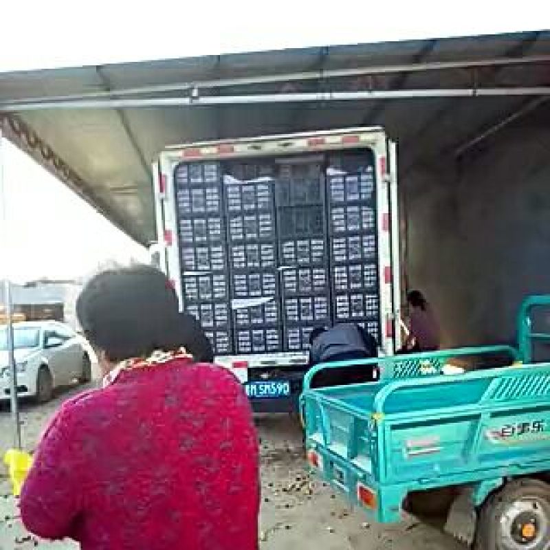 冬枣，实力商家，鲜枣一件代发，落地配，