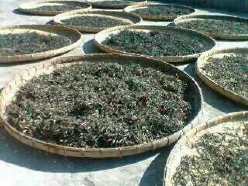 百年大树茶