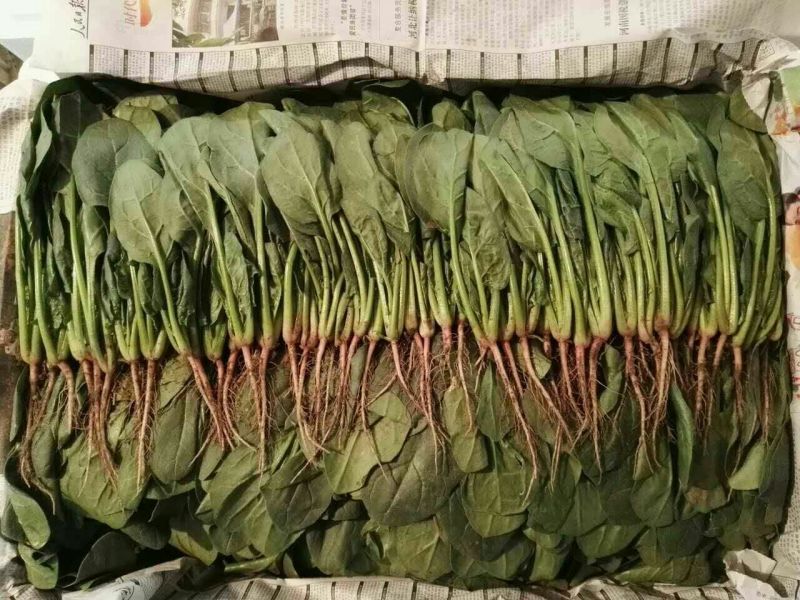 秋菠菜20~25厘米