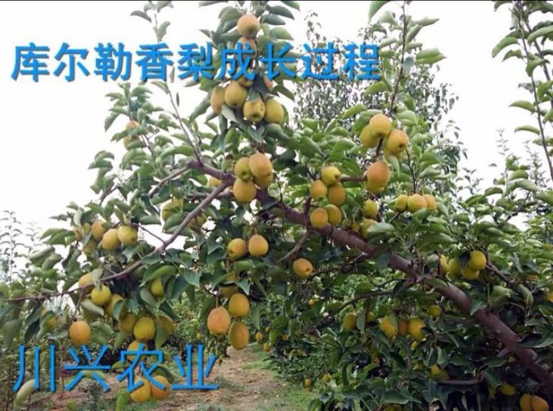 库尔勒香梨