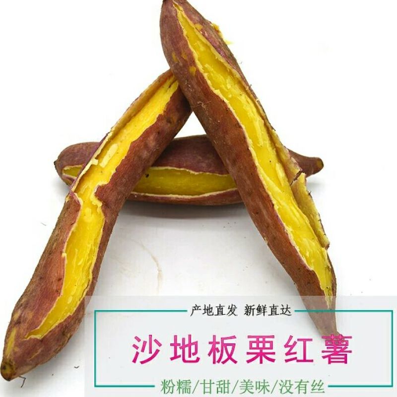 秦薯四号2两以上黄心