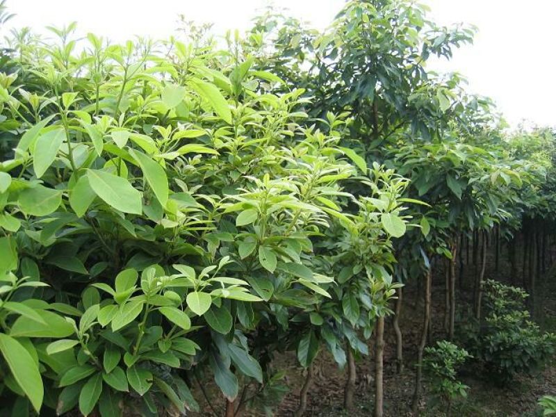 楠木苗香楠苗火力楠木杯苗