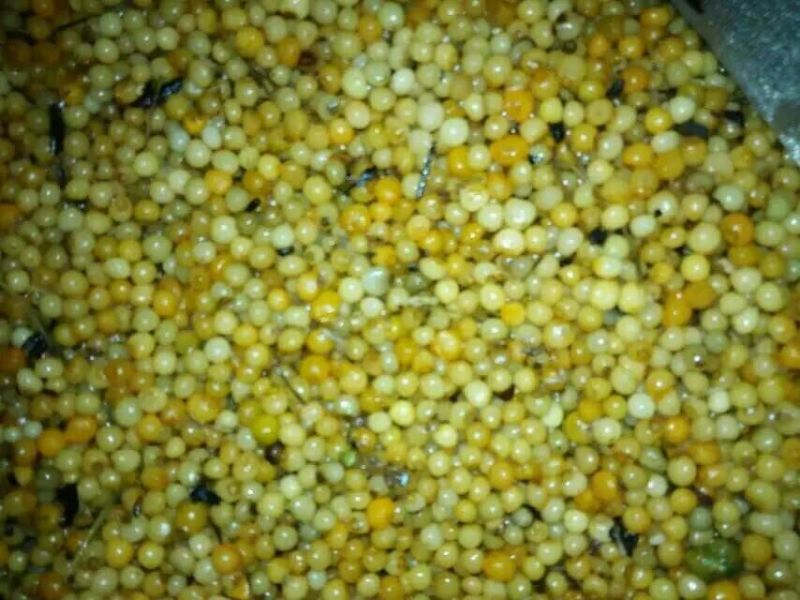 适合北方地区生长得，救穷草。不倒苗黄精种苗，高产品种。