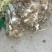大头葱25~30cm毛葱3cm左右