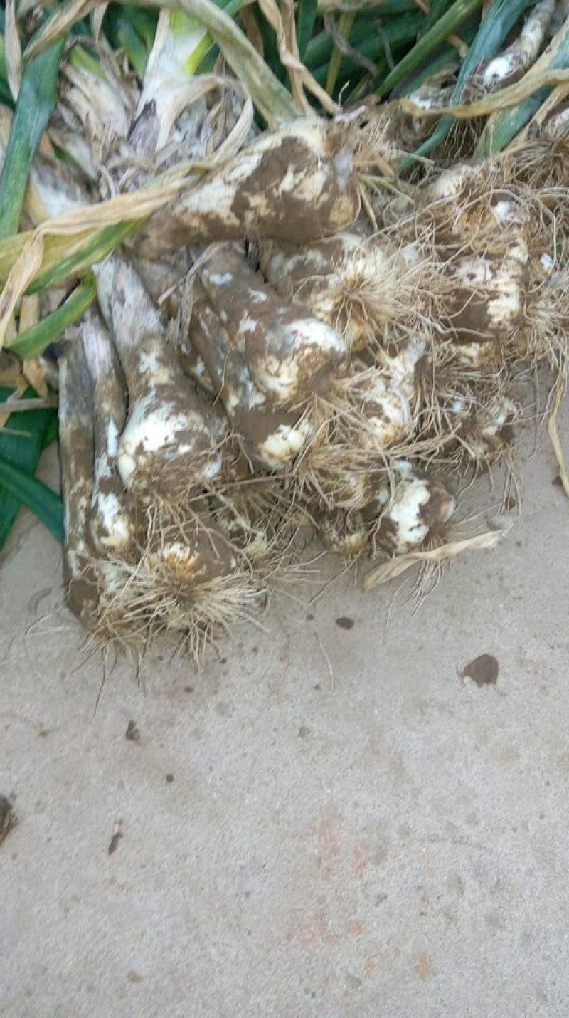 大头葱25~30cm毛葱3cm左右