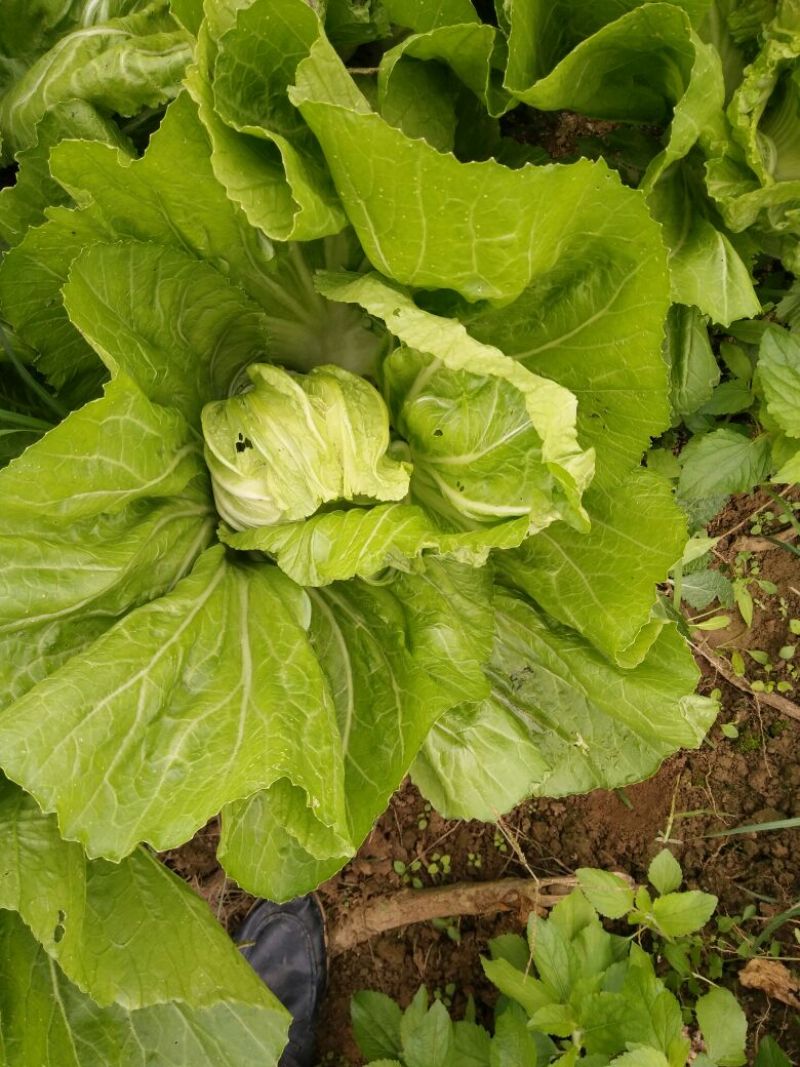 包心芥菜5两以上！产地直接发货