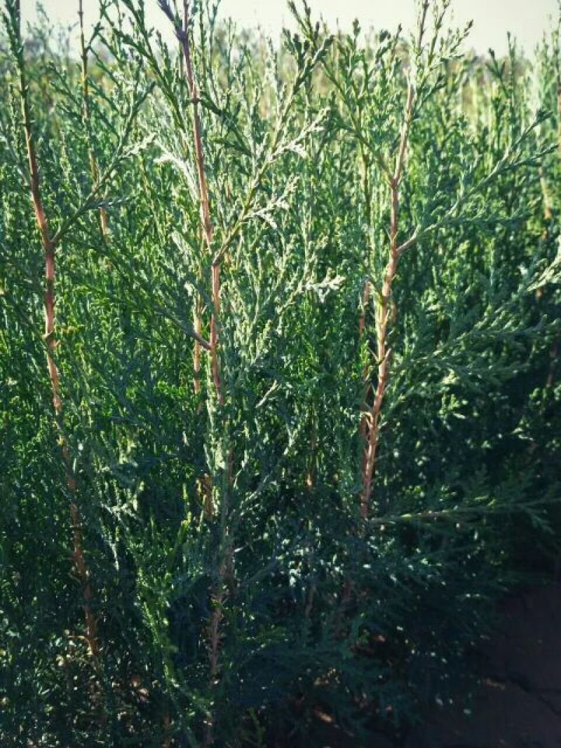 各种规格圆枝侧柏苗20~30cm