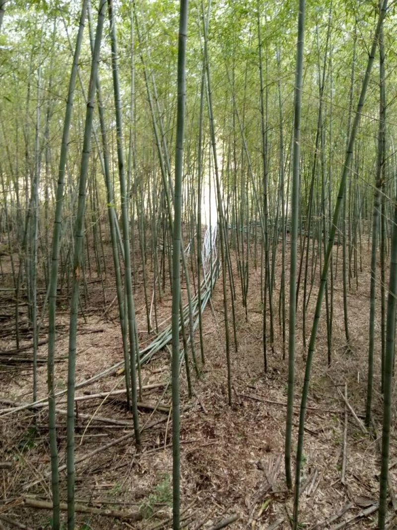 竹子7~8m