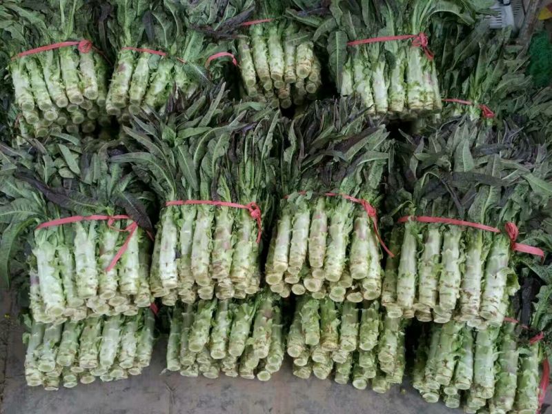 白菜苔30~40厘米
