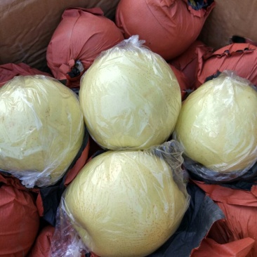 黄金梨350~400g纸袋
