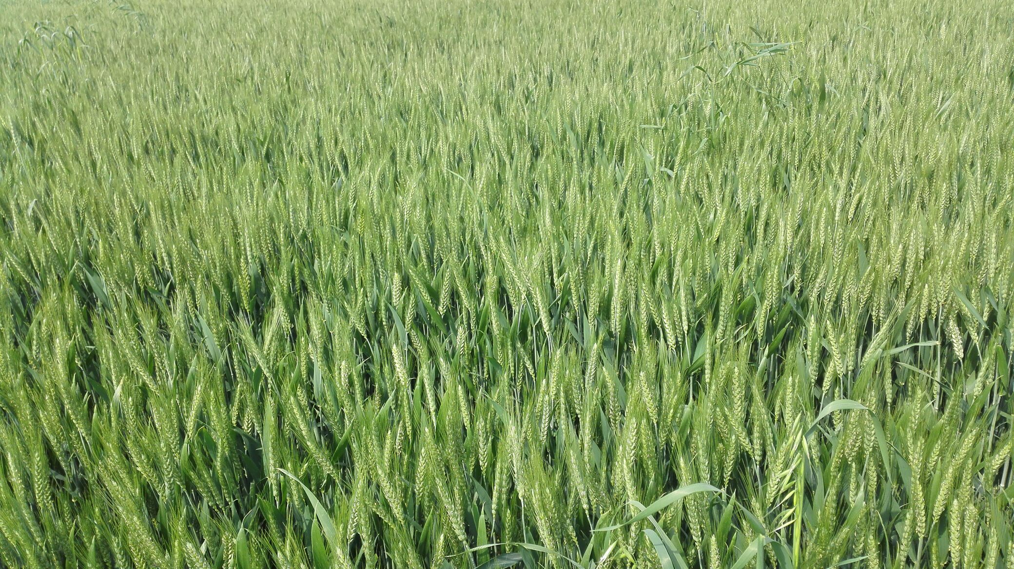 小麦河南开封尉氏县_批发_供应-一亩田农业网