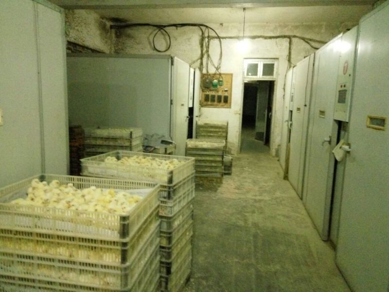 817肉杂鸡苗35~45克出壳苗