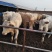 优质夏洛莱大小公母肉牛犊，合作社售肉牛犊