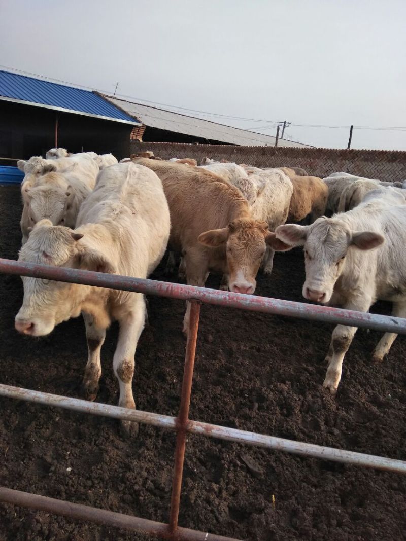 优质夏洛莱大小公母肉牛犊，合作社售肉牛犊