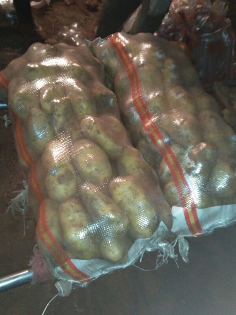 荷兰十五土豆