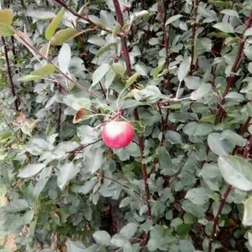 红肉苹果树苗响富品种苗基地直销先挖现卖