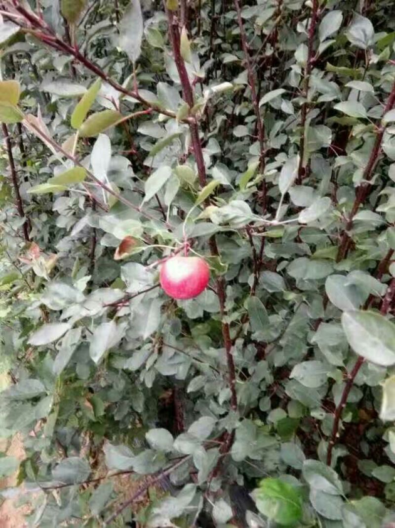 红肉苹果树苗响富品种苗基地直销先挖现卖