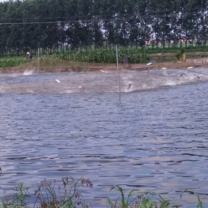 湖北荆州市公安县金草鱼 饲料 人工养殖 活鱼 1