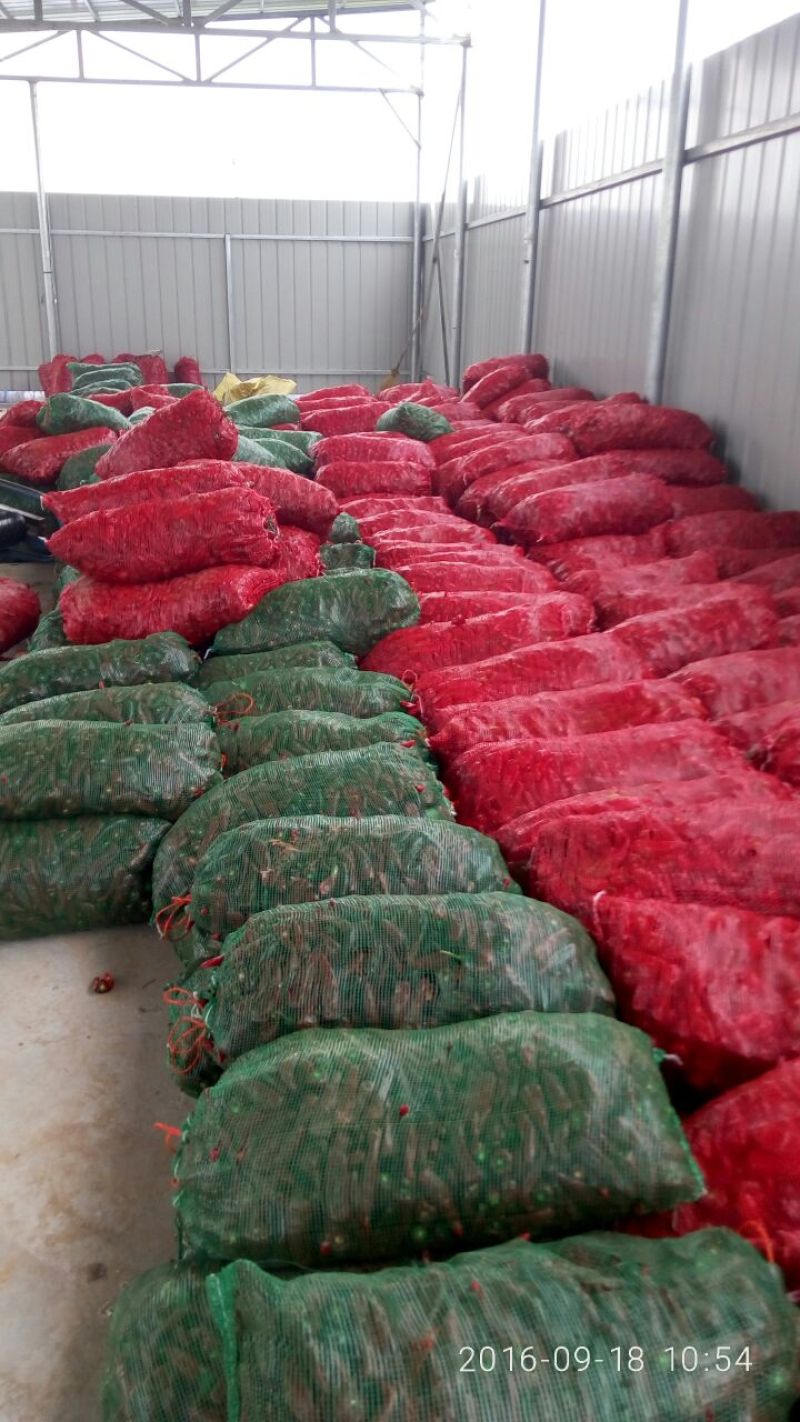 精品红辣椒，基地直销，货源稳定，质量高，辣味足，欢迎下单