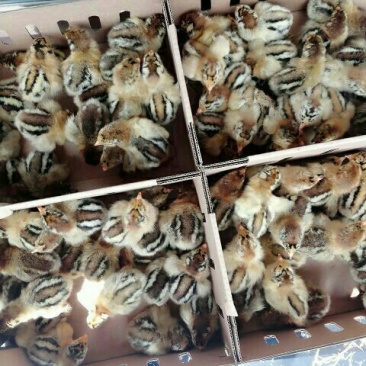 鸡苗500克以下出壳苗