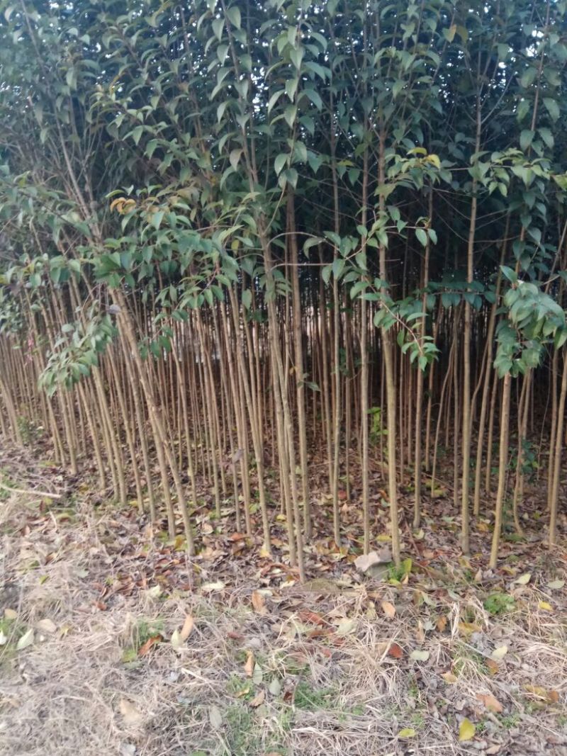 大叶女贞4cm以下