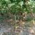 无花果树80~100cm