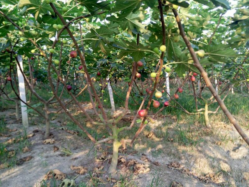 无花果树80~100cm