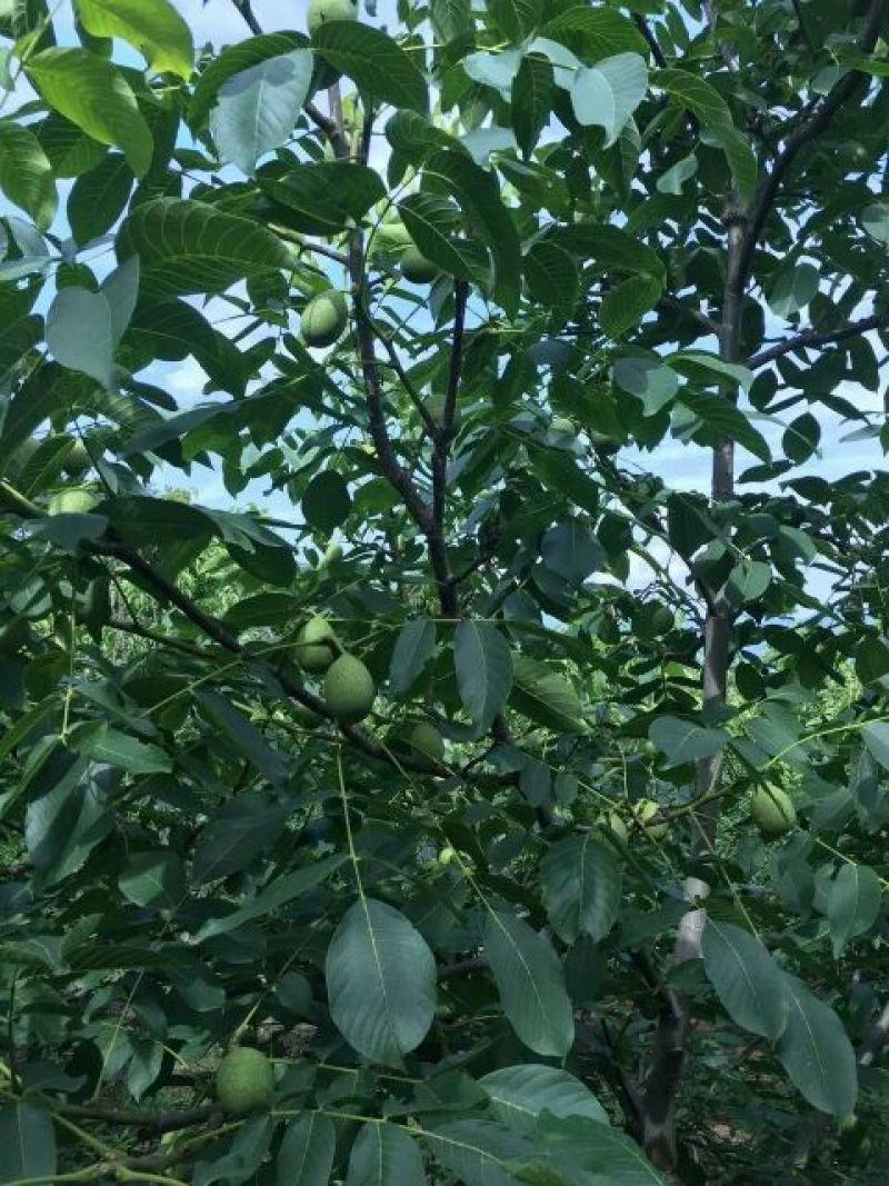 青皮核桃青皮