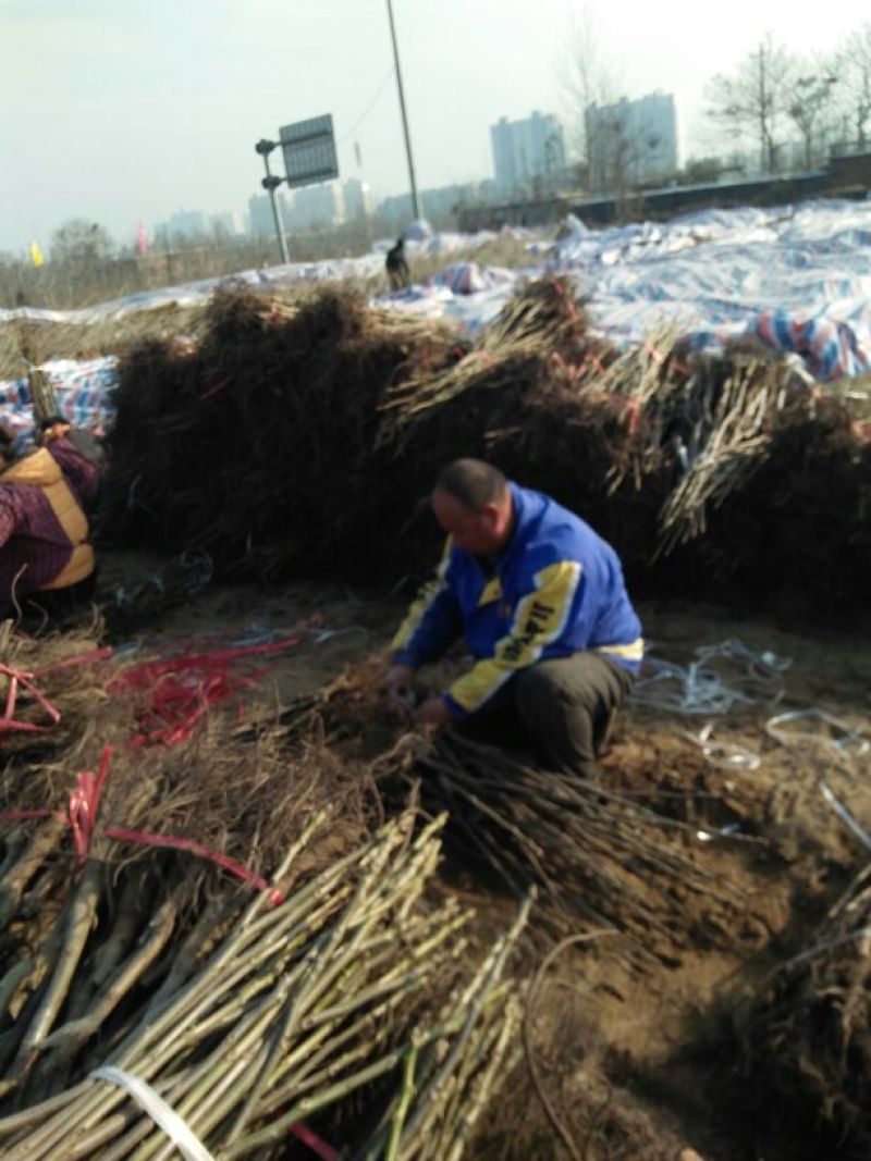 辽核1号核桃苗二年苗50~100cm