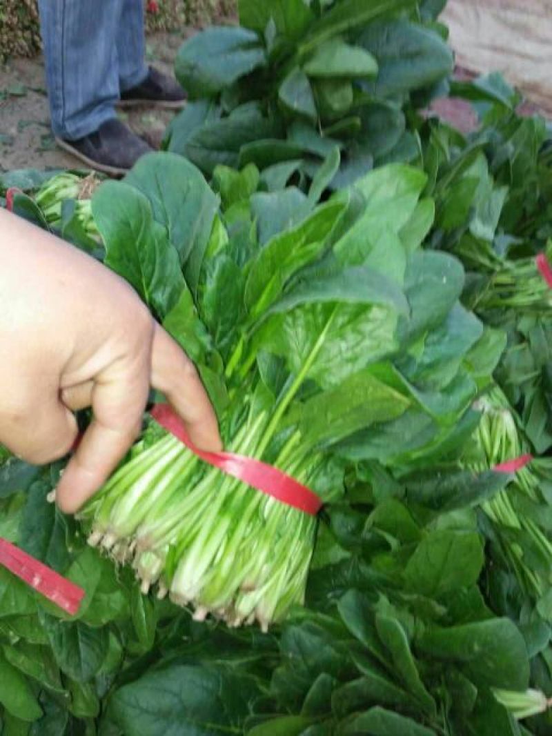 菠菜15~20厘米