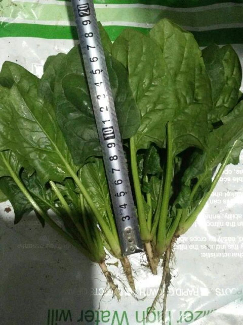 越冬菠菜25~30厘米